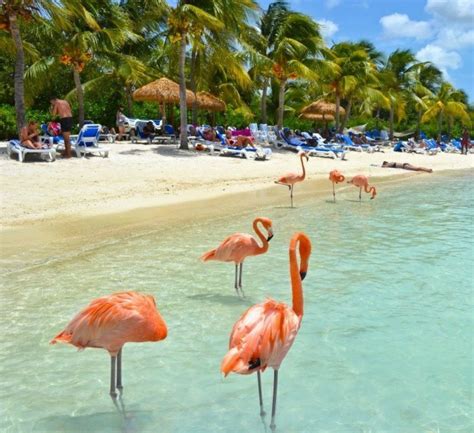 oranjestad aruba flamingo beach